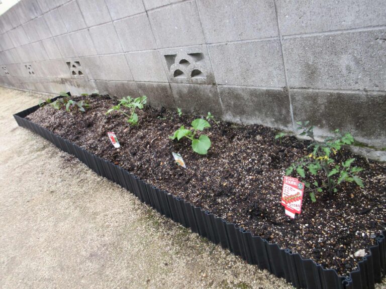 まんぼう菜園始めました🍅🍉