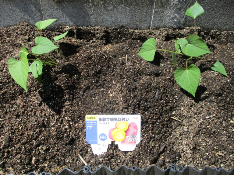 🍠さつまいもを植えました🍠