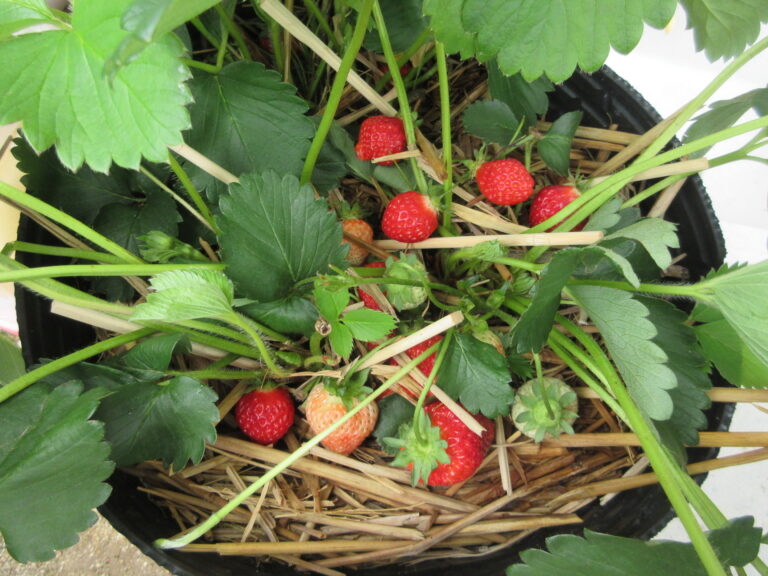 🍓いちごが順調にできてます🍓