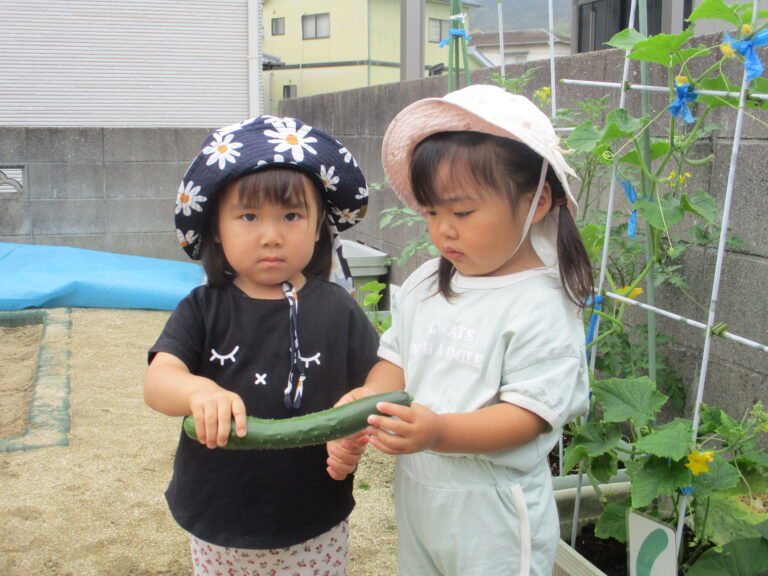 🥒きゅうりを収穫🥒