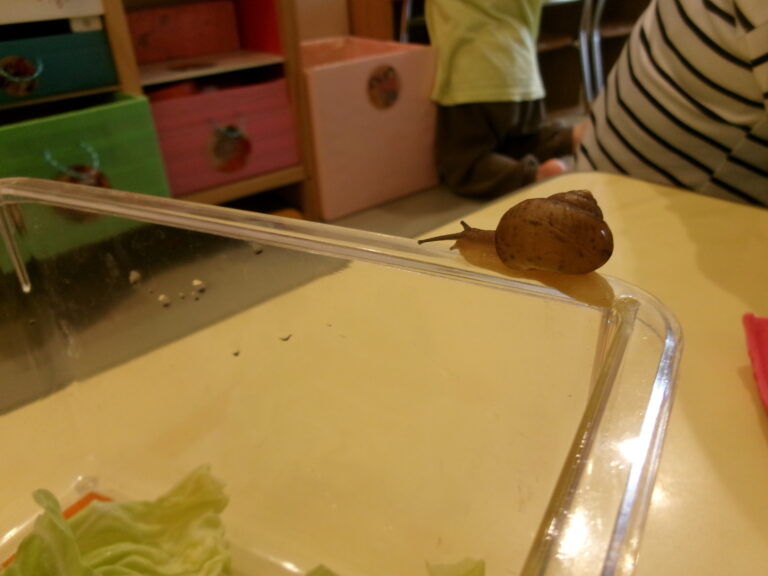 かたつむり🐌